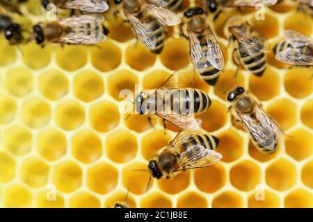 some bees on a beeswax are working Stock Photo