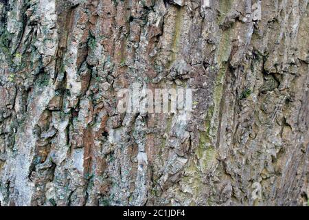 Persian Walnut, bark Stock Photo