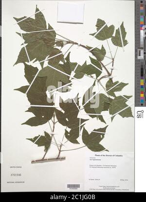 Acer tegmentosum Maxim Acer tegmentosum Maxim. Stock Photo