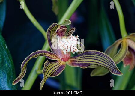Cymbidium tracyanum, or Tracy's cymbidium, is a species of orchid. It flowers in the fall and winter with large, fragrant 4' flowers. Stock Photo