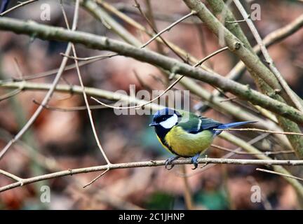 Kohlmeise Parus major in the branch Stock Photo