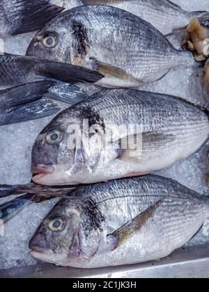 Variety of sea fishes on the counter in a greek fish shop Stock Photo