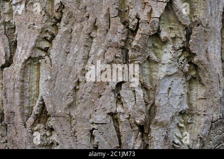 Persian Walnut, Juglans regia, bark Stock Photo