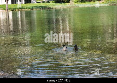 Two colorful ducks diving in the lake. Mallard ducks diving for food in the lake. Stock Photo