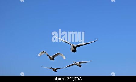Four flying mute swans (Cygnus olor) head-on in front of blue sky Stock Photo