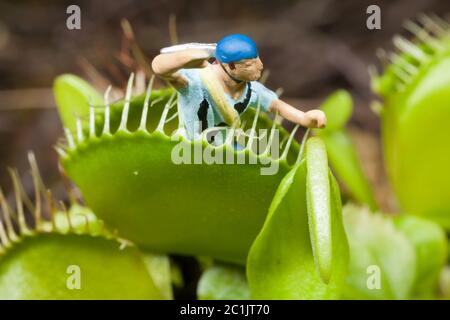 Venus flytrap leaf eating miniature man Stock Photo - Alamy