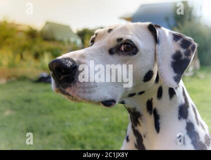 Adult dog Dalmatian close-up on the street Stock Photo