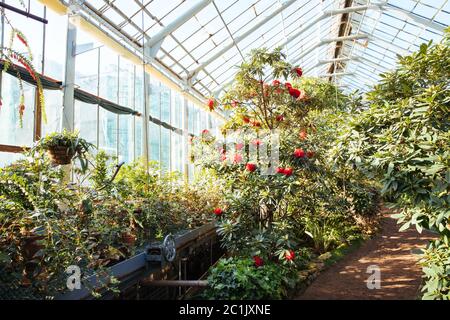 Tropical greenhouse with evergreen flowering plants, blooming azaleas on sunny day with beautiful light, indoors. Exotic plants in old botanical garde Stock Photo