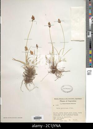 Carex macloviana Carex macloviana. Stock Photo