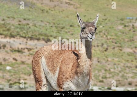 Guanaco in Torres del Paine Chile Stock Photo