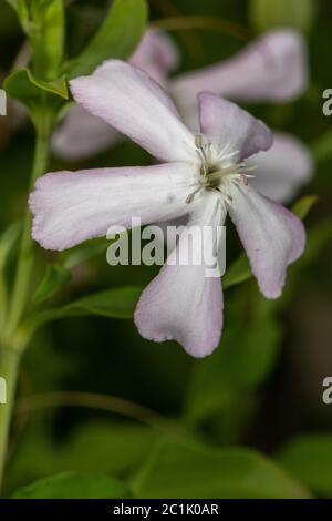 Common Soapwort, Wild Sweet William (Saponaria officinalis) Stock Photo