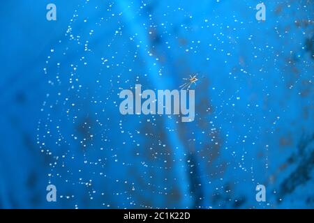 Motionless spider sits in the center of thin round spider web with many crystal water drops on blue background close up Stock Photo