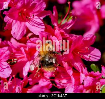 Flowers of rhododendron with bumblebee Stock Photo