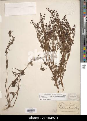 Chrysanthellum indicum Chrysanthellum indicum. Stock Photo