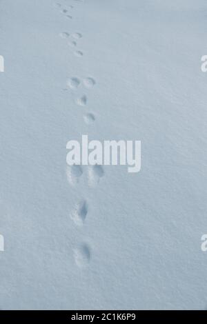 A trace of a field hare in winter in the snow. Trace of a rabbit Stock Photo