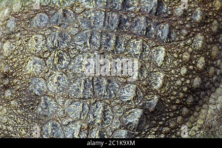Crocodile skin, close-up Stock Photo