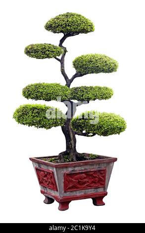 Bonsai tree isolated over white Stock Photo - Alamy