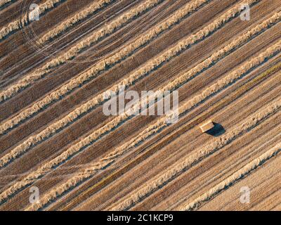 Top view from flying drones to an agricultural field after harvesting wheat with a straw stack on it at summer day. Stock Photo