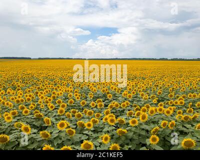 Aerial view from drone to a wonderful field of sunflowers and cloudy sky by summertime at sunset. Stock Photo