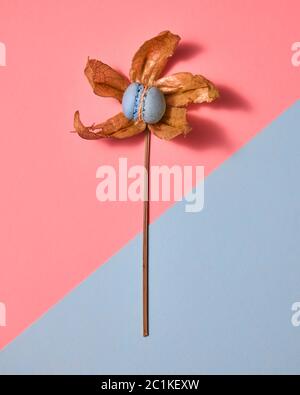 Blue homemade macaroon cake with petals Physalis in the form of flower on a duotone pastel paper background. Stock Photo