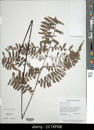 Adiantum latifolium Lam Adiantum latifolium Lam. Stock Photo