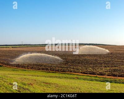 Sugar cane planting irrigation in Brazil Stock Photo