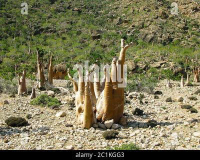 Grove of Adenium obesum aka bottle tree, endemic plant of Socotra, Yemen Stock Photo