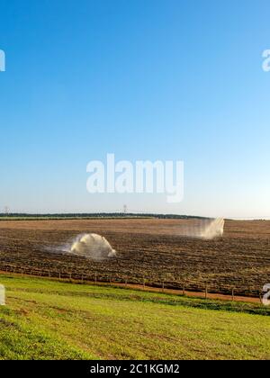 Sugar cane planting irrigation in Brazil Stock Photo