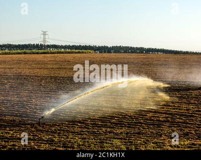 Sugar cane planting irrigation in Brazil Stock Photo