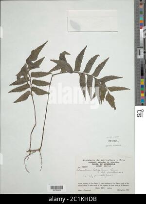 Adiantum latifolium Lam Adiantum latifolium Lam. Stock Photo