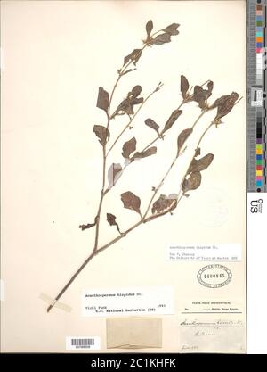 Acanthospermum hispidum DC Acanthospermum hispidum DC. Stock Photo