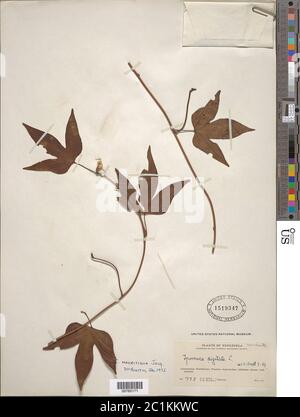 Ipomoea mauritiana Jacq Ipomoea mauritiana Jacq.