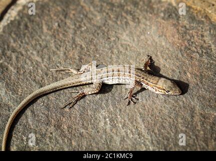 the Gran Canary Giant Lizard, Canary Lizard, Gekko Stock Photo