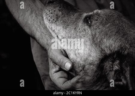 A owners hand comforting his loyal dog German  shepherd in black and white closeup Stock Photo