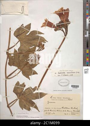Ipomoea mauritiana Jacq Ipomoea mauritiana Jacq.