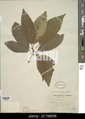 Cordia gerascanthus L Cordia gerascanthus L Stock Photo Alamy