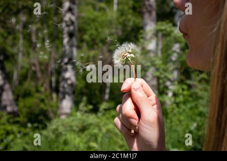 Woman blows dry dandelion and small flowers fly in the air and blurred green background. Happy girl in nature on summer sunny day Stock Photo