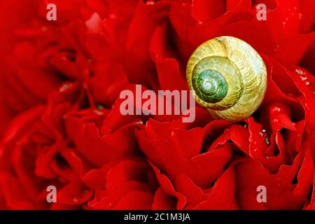 A snail with a yellow snail shell on a red peony Stock Photo