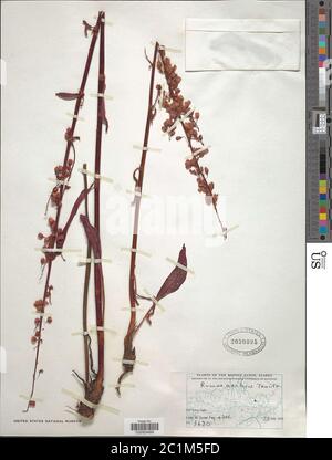 Rumex arcticus Trautv Rumex arcticus Trautv. Stock Photo