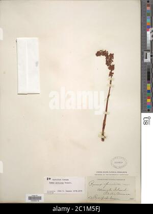 Rumex arcticus Trautv Rumex arcticus Trautv. Stock Photo