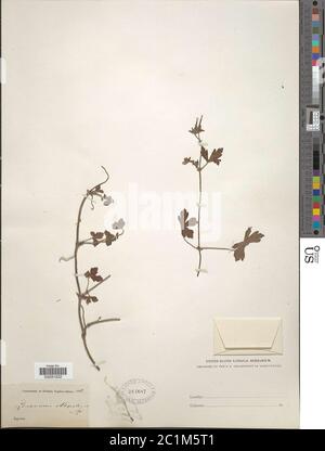 Geranium nepalense Sweet Geranium nepalense Sweet Stock Photo - Alamy