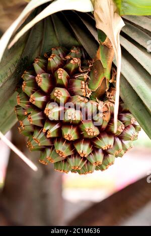 Fruit of the Yucca Palm (Yucca) Stock Photo