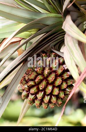 Fruit of the Yucca Palm (Yucca) Stock Photo