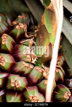 Fruit of the Yucca Palm (Yucca) Stock Photo