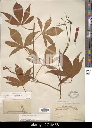 Ipomoea mauritiana Jacq Ipomoea mauritiana Jacq.