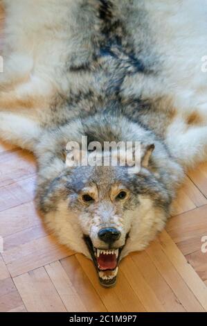 Killed wolf pelt on floor of luxurious villa Stock Photo