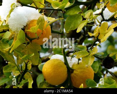 Ripe lemons on tree with snow cap Stock Photo