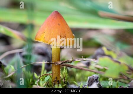 Mushroom am with brown hat forest soil Stock Photo