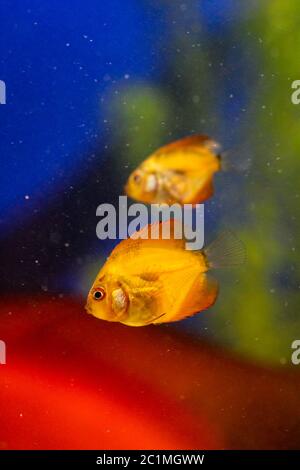 this is a portrait of a discus fish baby Stock Photo