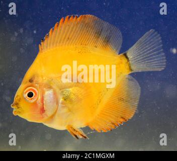 this is a portrait of a discus fish baby Stock Photo